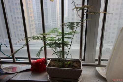 窗台种植竹子